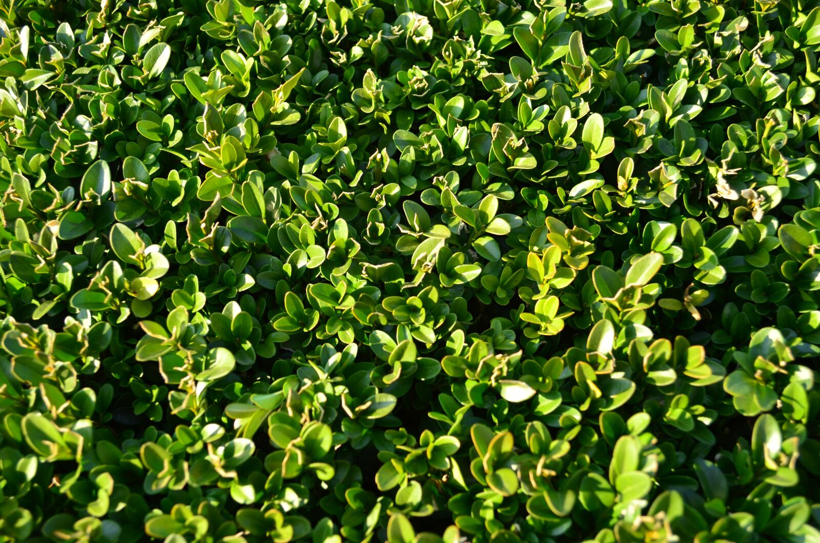 Nikon D5100 sample photo. Boxwood, foliage, evergreen photography