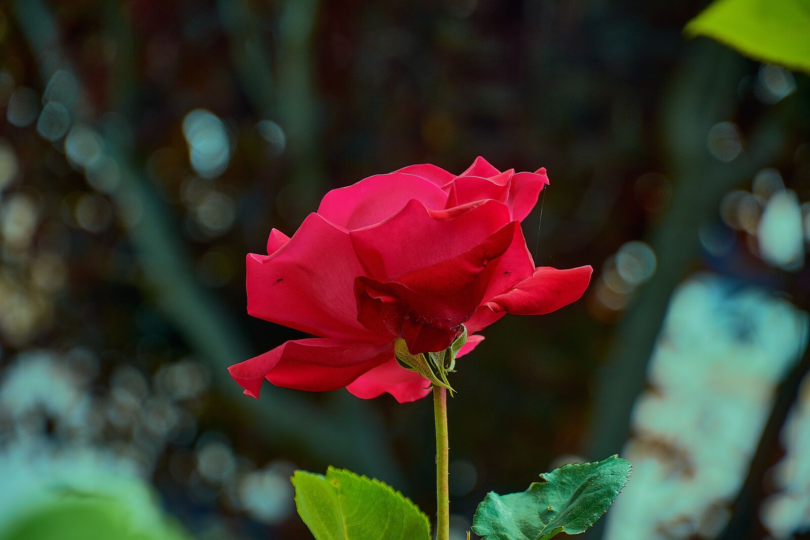 Nikon D7200 sample photo. Rosa, red, garden photography