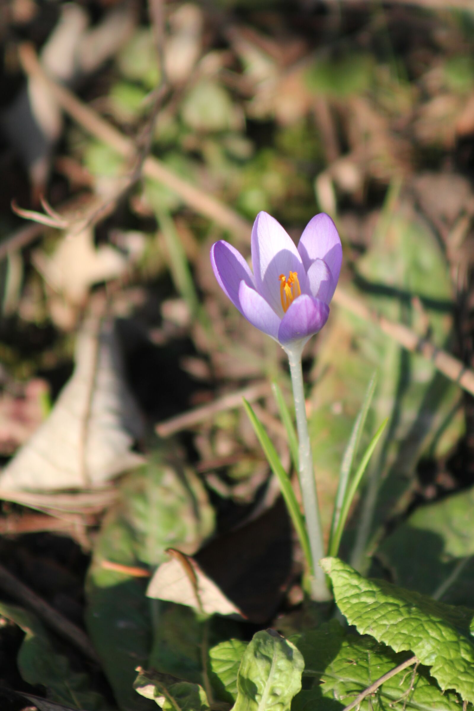 Canon EOS 550D (EOS Rebel T2i / EOS Kiss X4) sample photo. Crocus, flower, spring photography
