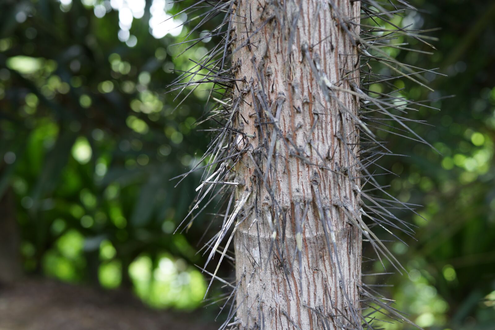 Sony Cyber-shot DSC-RX1R sample photo. Oncosperma horridum, needle tree photography