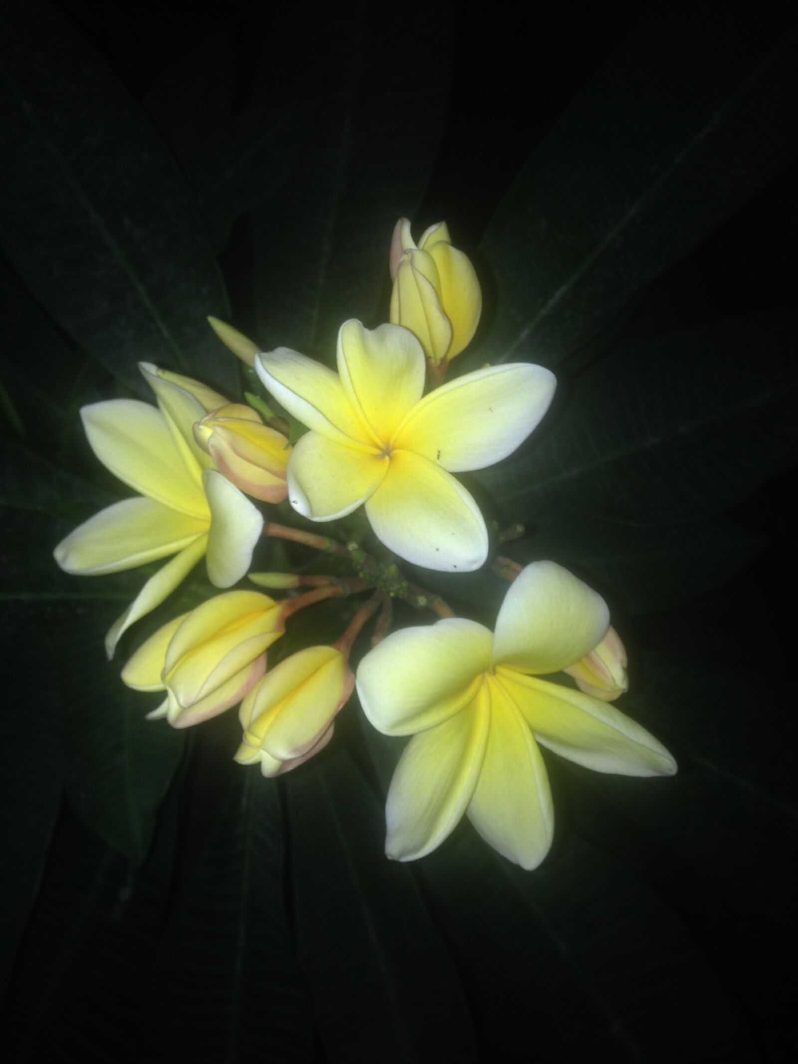 iPhone 5c back camera 4.12mm f/2.4 sample photo. Flower, night, street photography