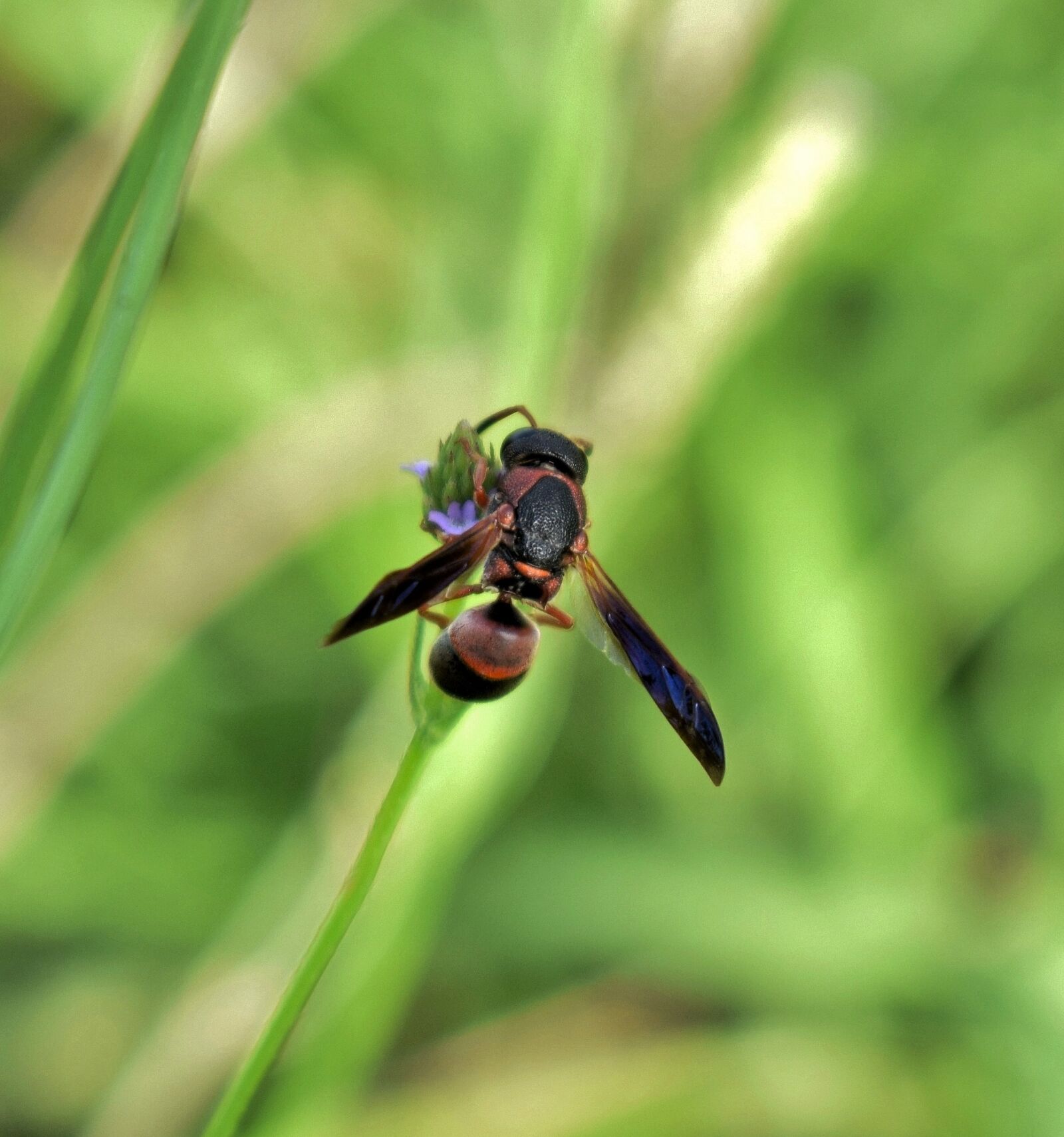 Nikon D5300 sample photo. Wasp, mason wasp, red photography