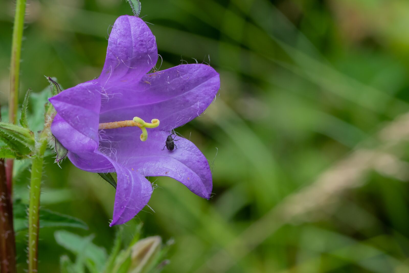 Canon EOS 7D Mark II sample photo. Bellflower, blossom, bloom photography