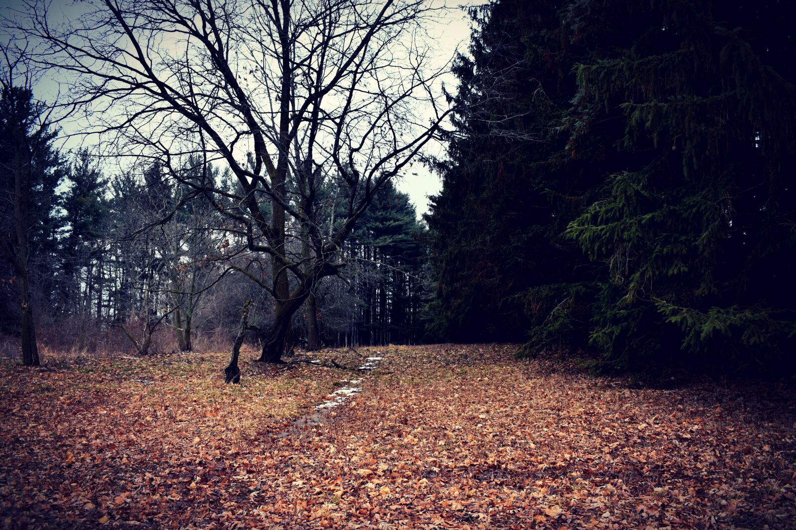 Nikon D3500 sample photo. Tree, path, forest photography