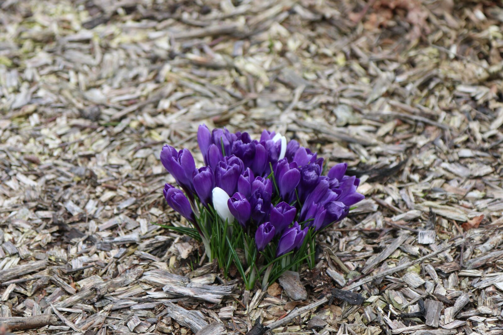 Canon EOS 70D sample photo. Nature, early bloomer, crocus photography