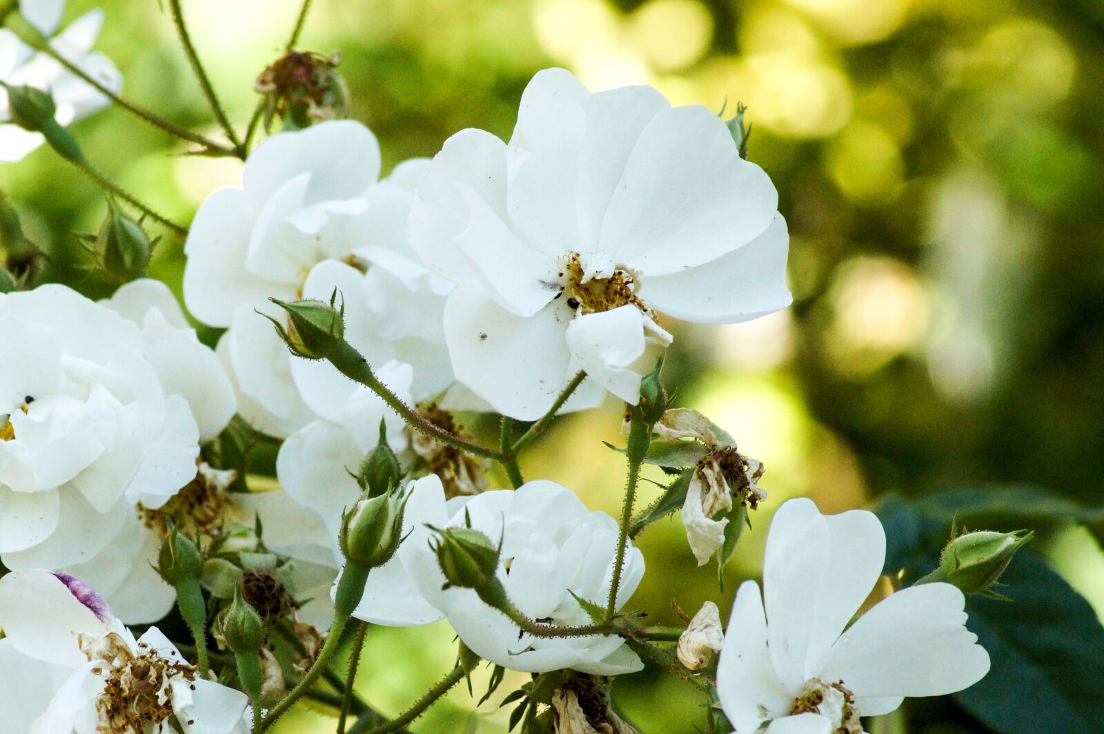 Sony SLT-A58 sample photo. White, blossom, bloom photography