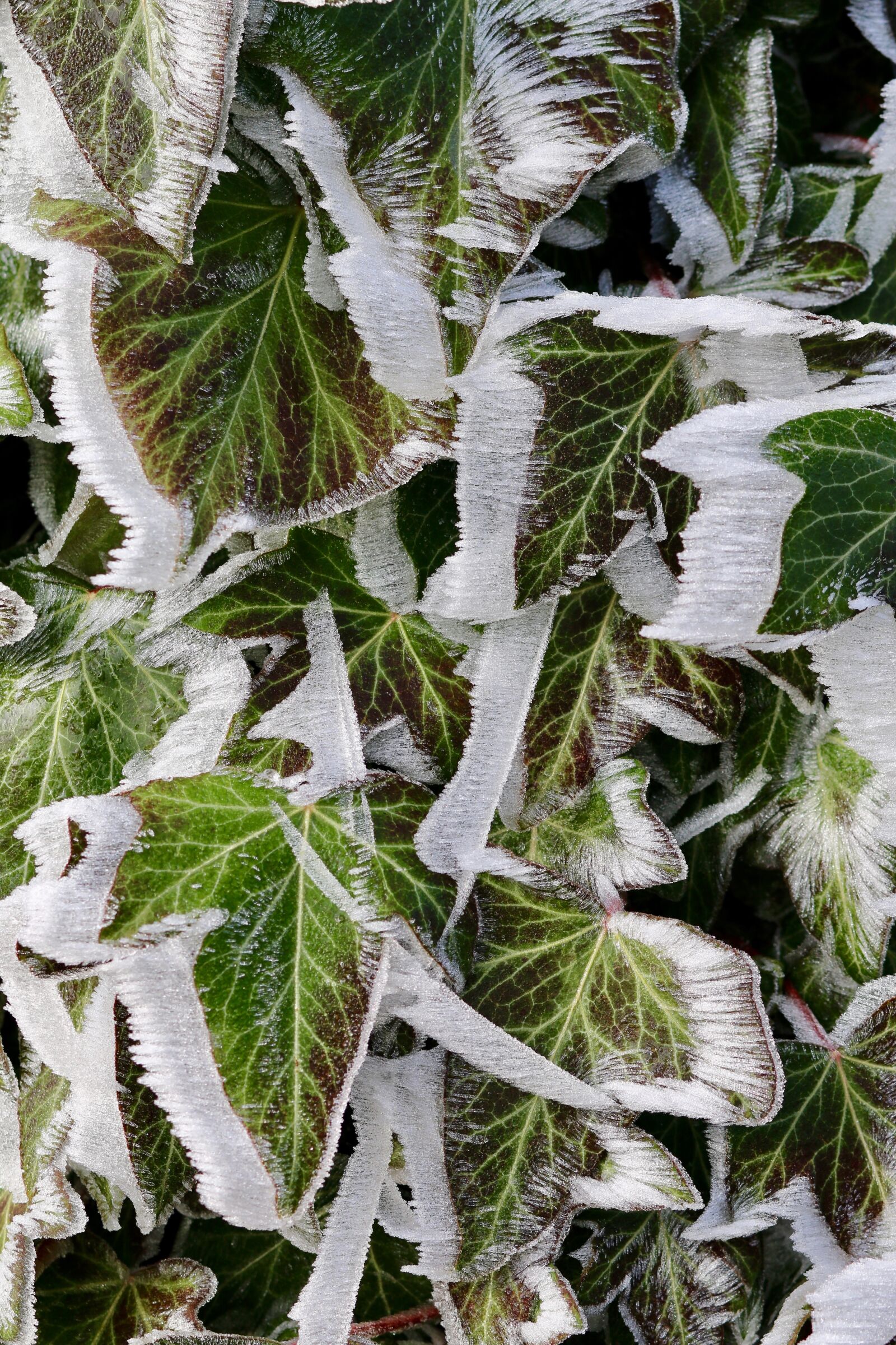Canon EOS 70D + Canon EF 85mm F1.8 USM sample photo. Frost, ivy, eiskristalle photography