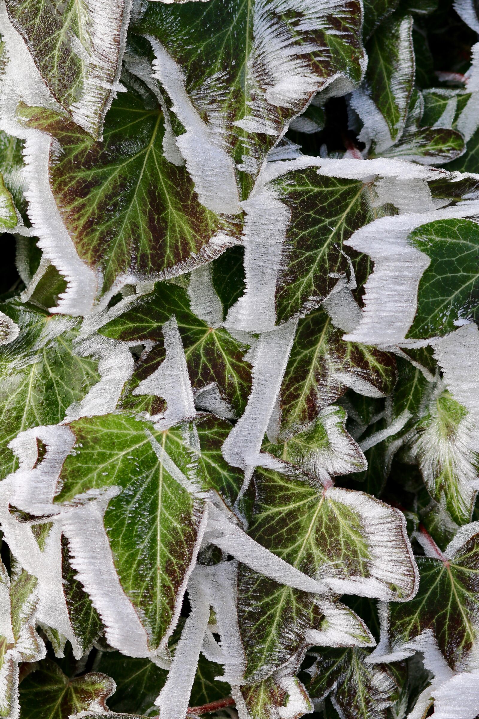 Canon EOS 70D + Canon EF 85mm F1.8 USM sample photo. Frost, ivy, eiskristalle photography