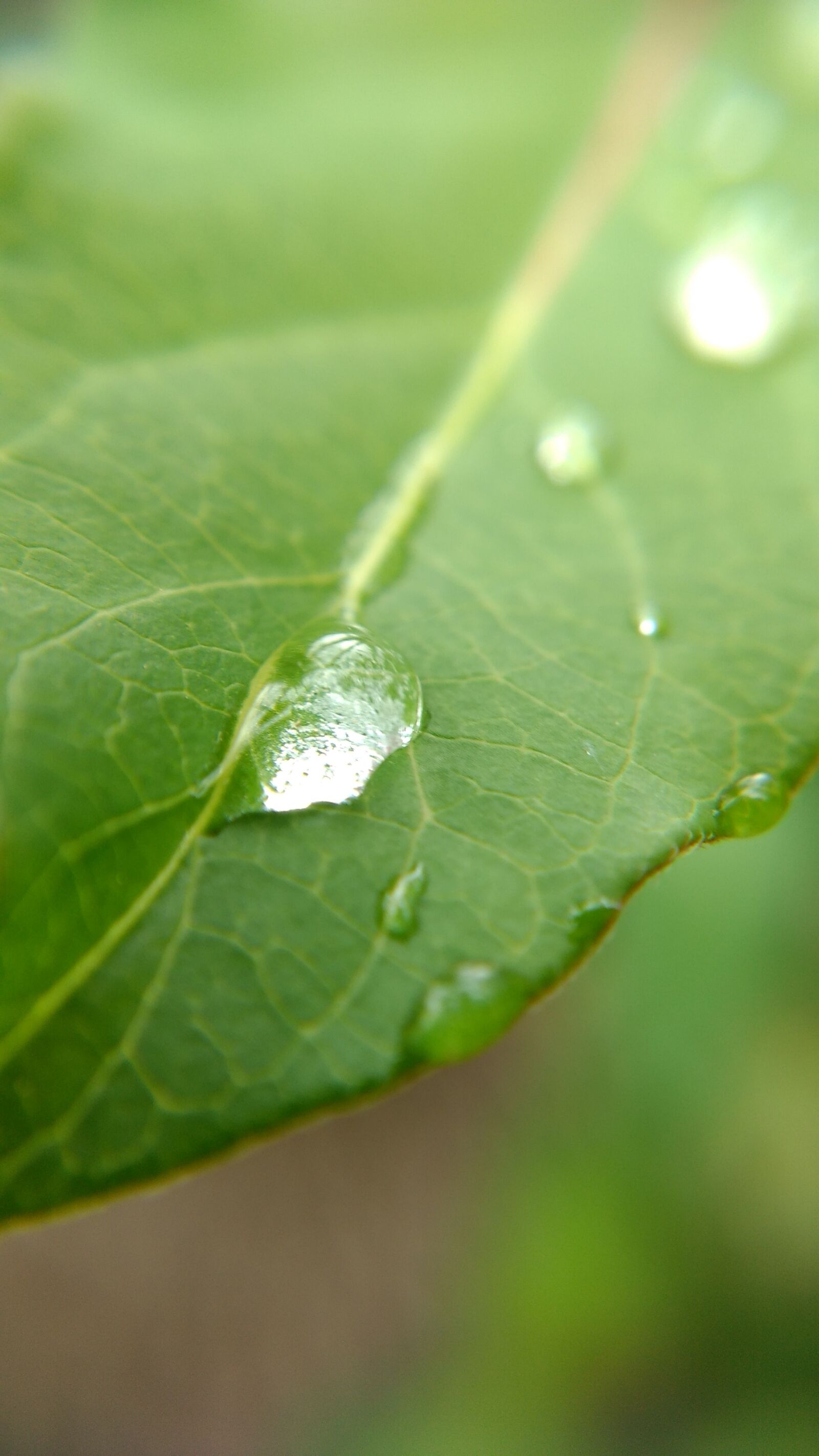 Motorola Moto Z Play Droid sample photo. Leaf, drop, rain photography