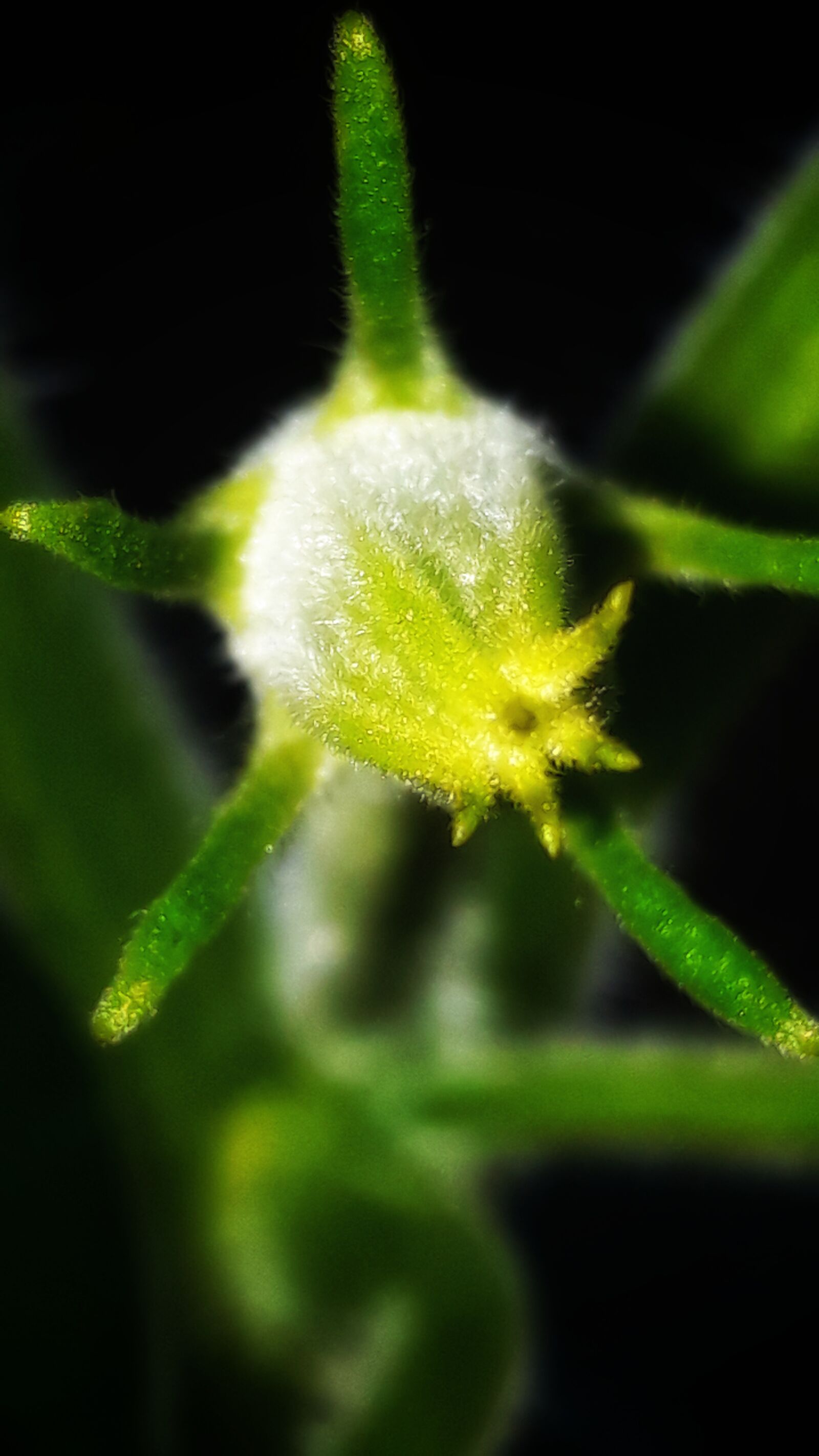 Samsung Galaxy J7 Prime2 sample photo. Flower gem squash, flowering photography