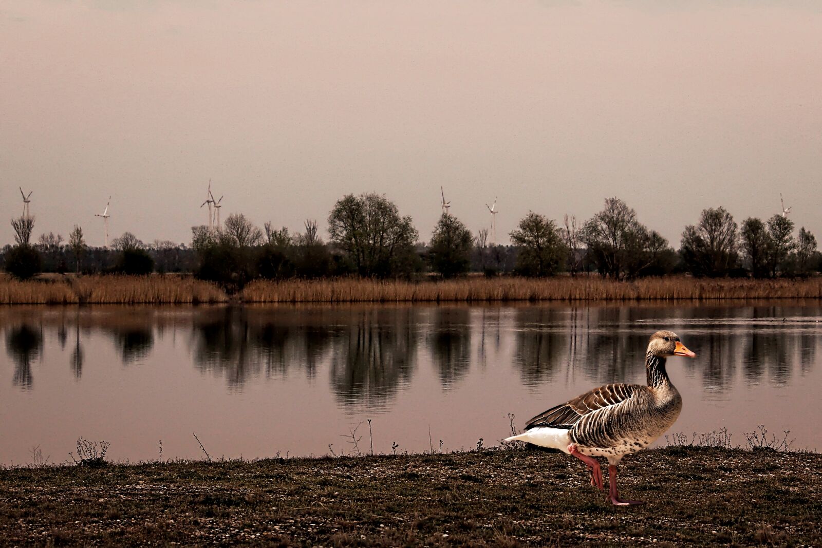 Canon EOS 600D (Rebel EOS T3i / EOS Kiss X5) sample photo. Dusk, greylag goose, landscape photography