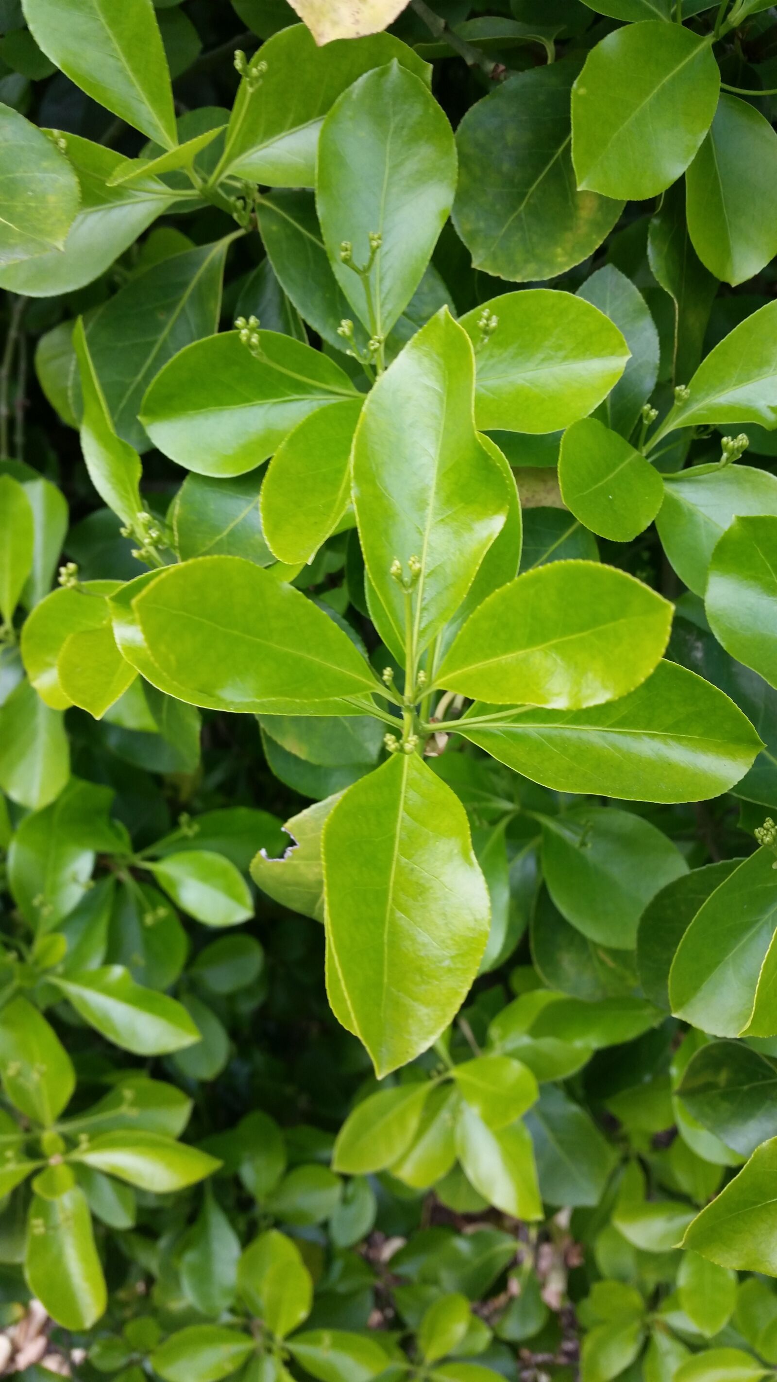 Samsung Galaxy S5 sample photo. Leaves, bush, green photography