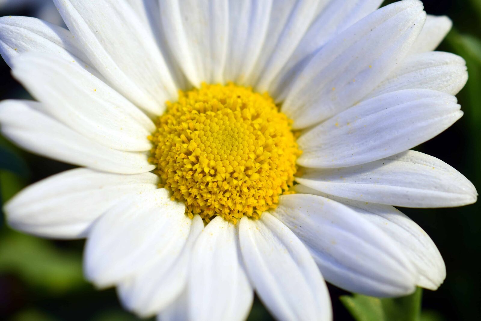 Nikon D3300 sample photo. Horticulture, summer, garden, flora photography