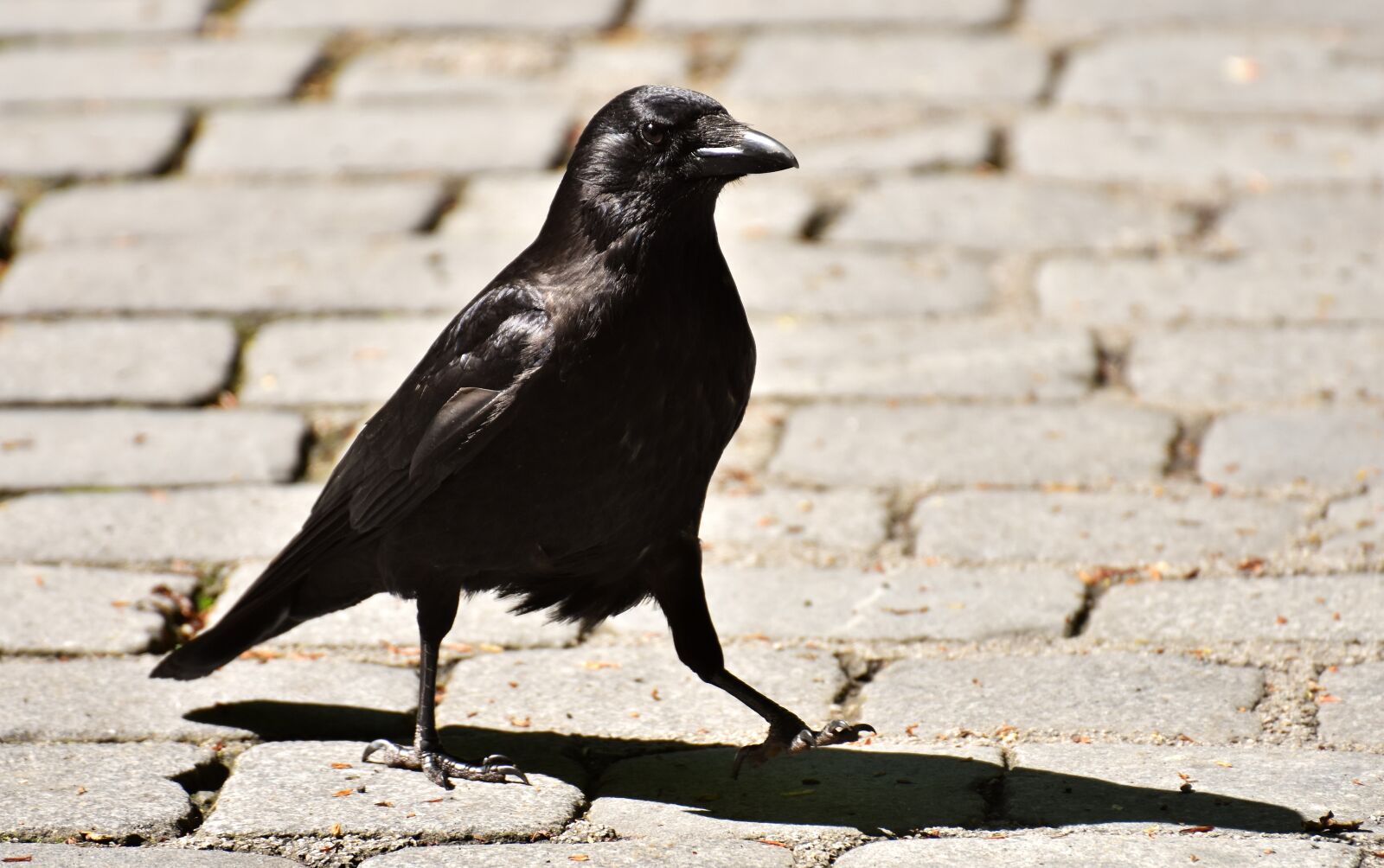 Nikon D7200 sample photo. Common raven, raven, raven photography