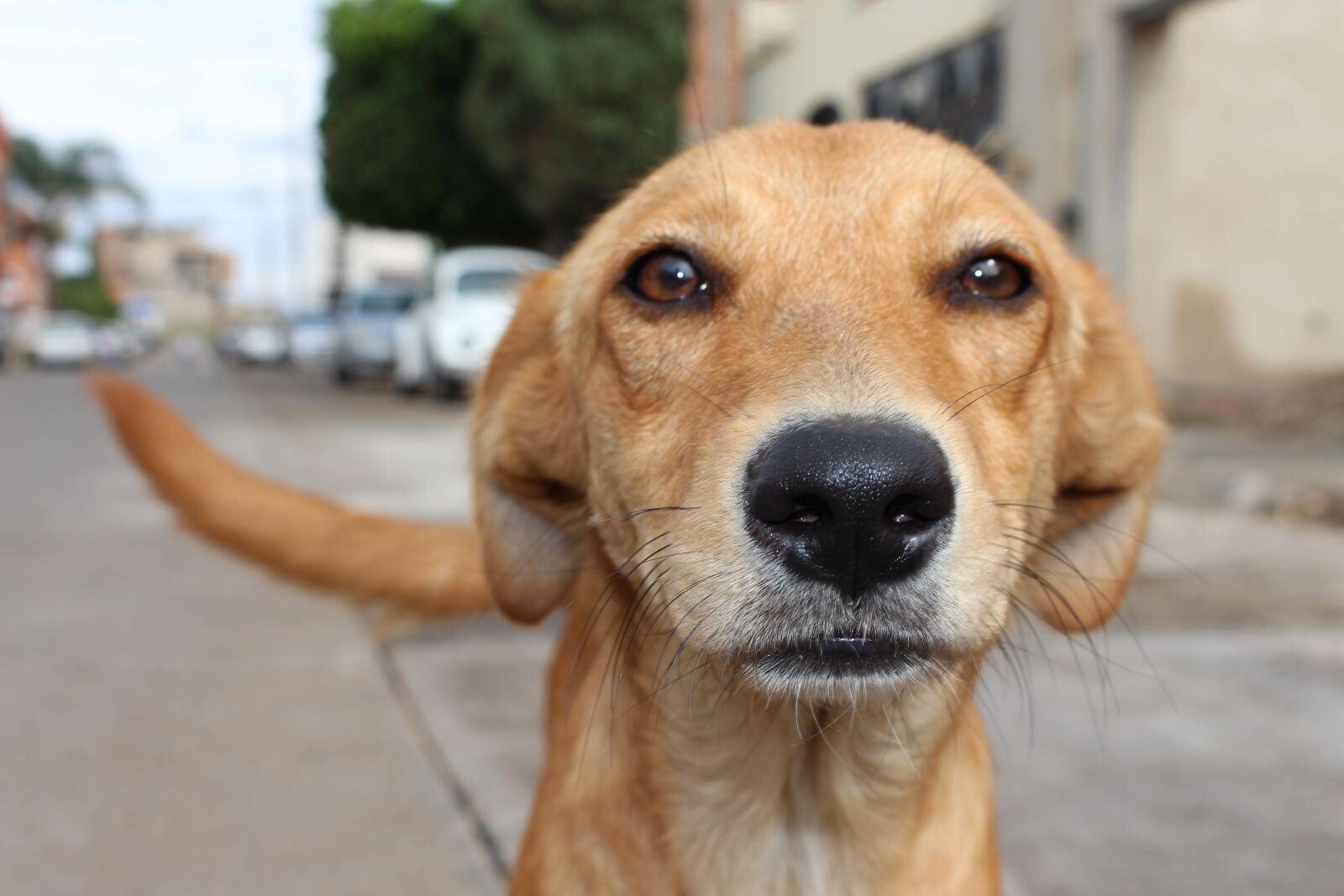 Canon EOS 700D (EOS Rebel T5i / EOS Kiss X7i) sample photo. Dog, animal abuse, street photography