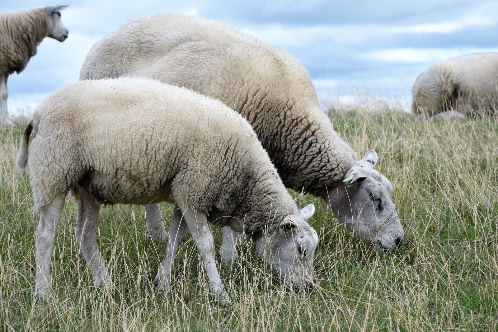 Nikon D5300 sample photo. Sheep, browser, zeedijk photography
