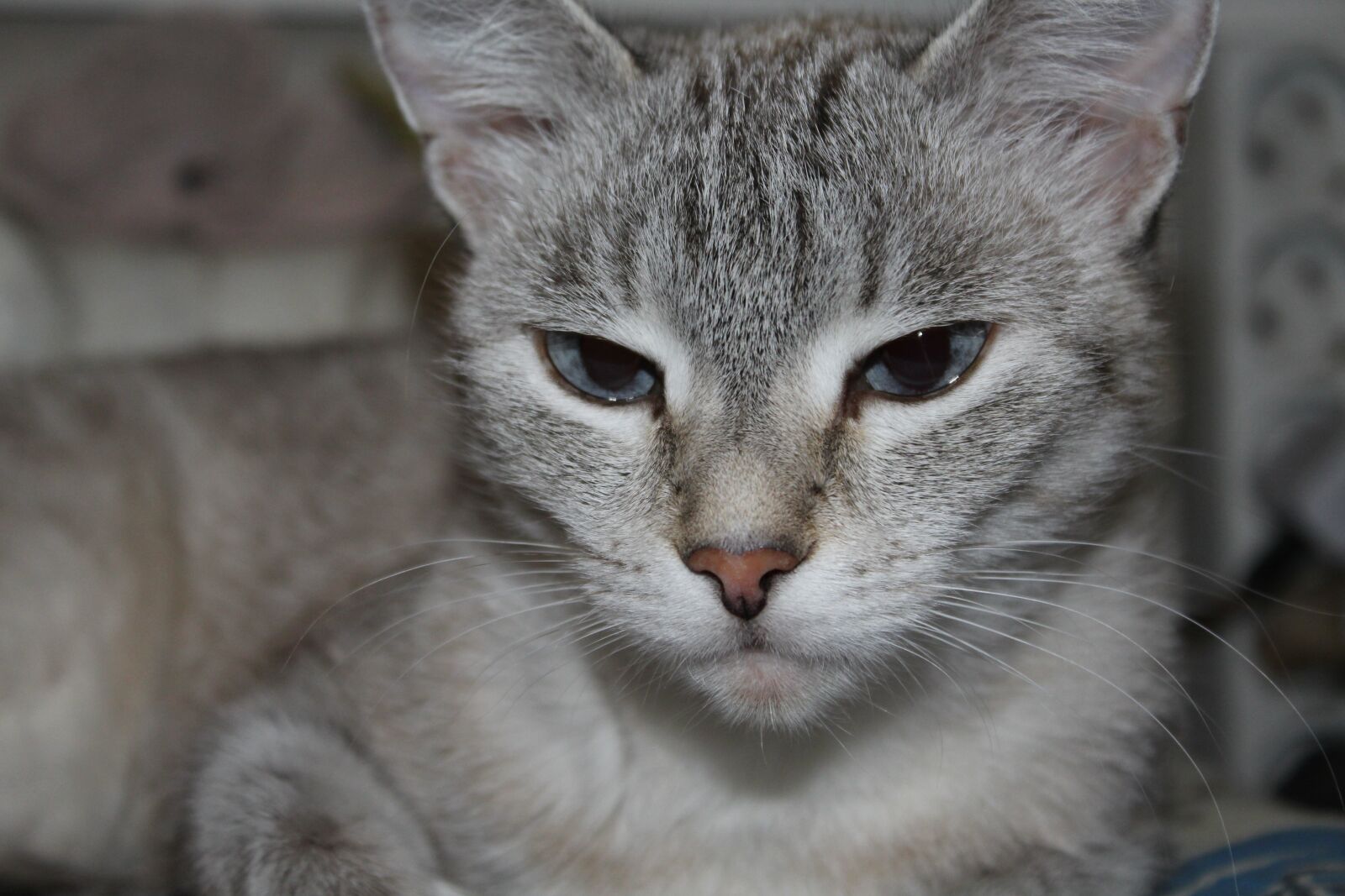 Canon EOS 1300D (EOS Rebel T6 / EOS Kiss X80) sample photo. Cat, thai, animals photography
