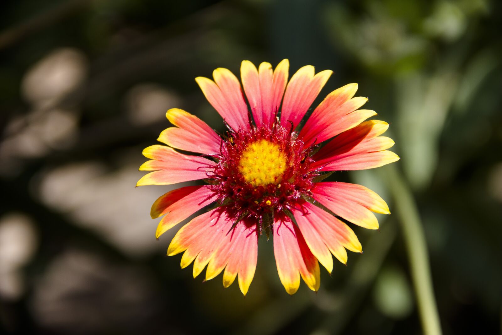 Canon EOS 650D (EOS Rebel T4i / EOS Kiss X6i) sample photo. Flower, macro, bloom photography