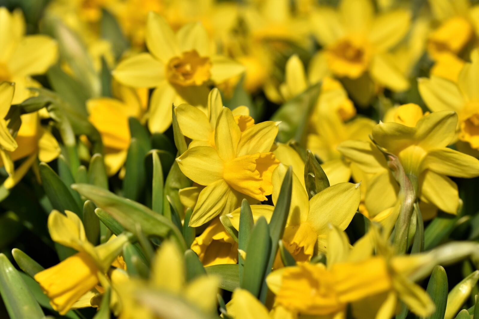 Nikon D7200 sample photo. Narcissus, blossom, bloom photography
