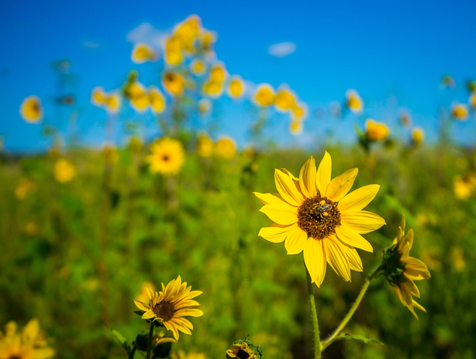 Sony a7 + Sony FE 28-70mm F3.5-5.6 OSS sample photo. Sunflower, nature, bee photography