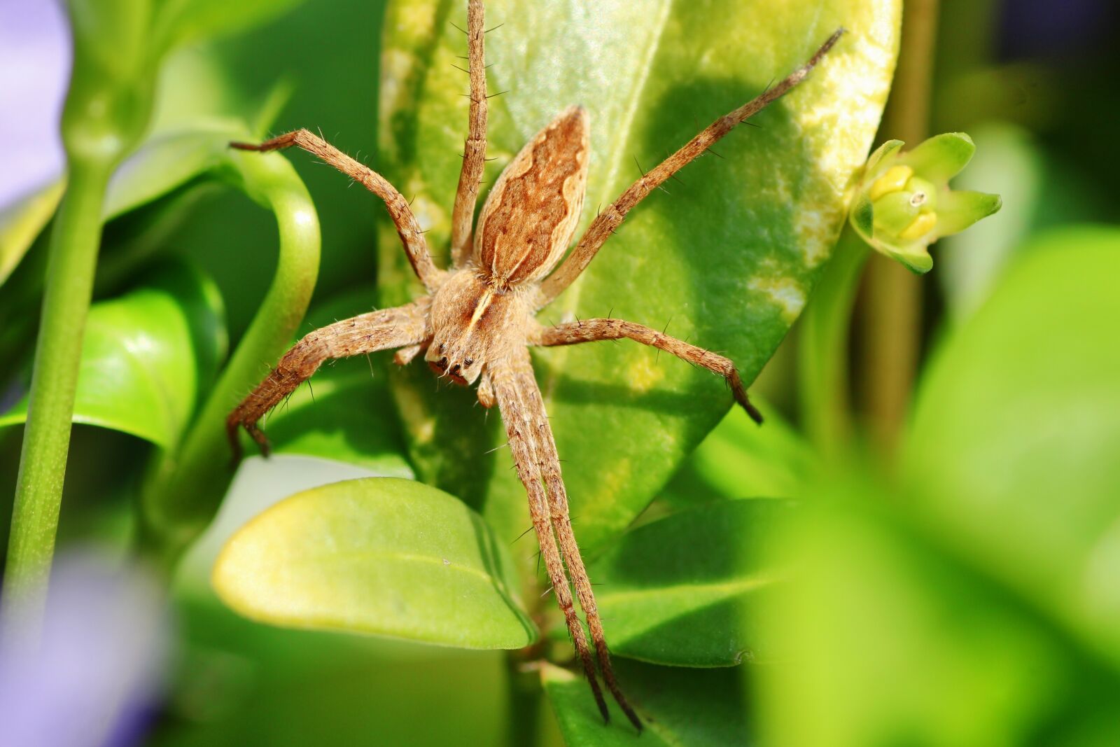 Tamron SP 90mm F2.8 Di VC USD 1:1 Macro sample photo. Spider, small, eyes photography