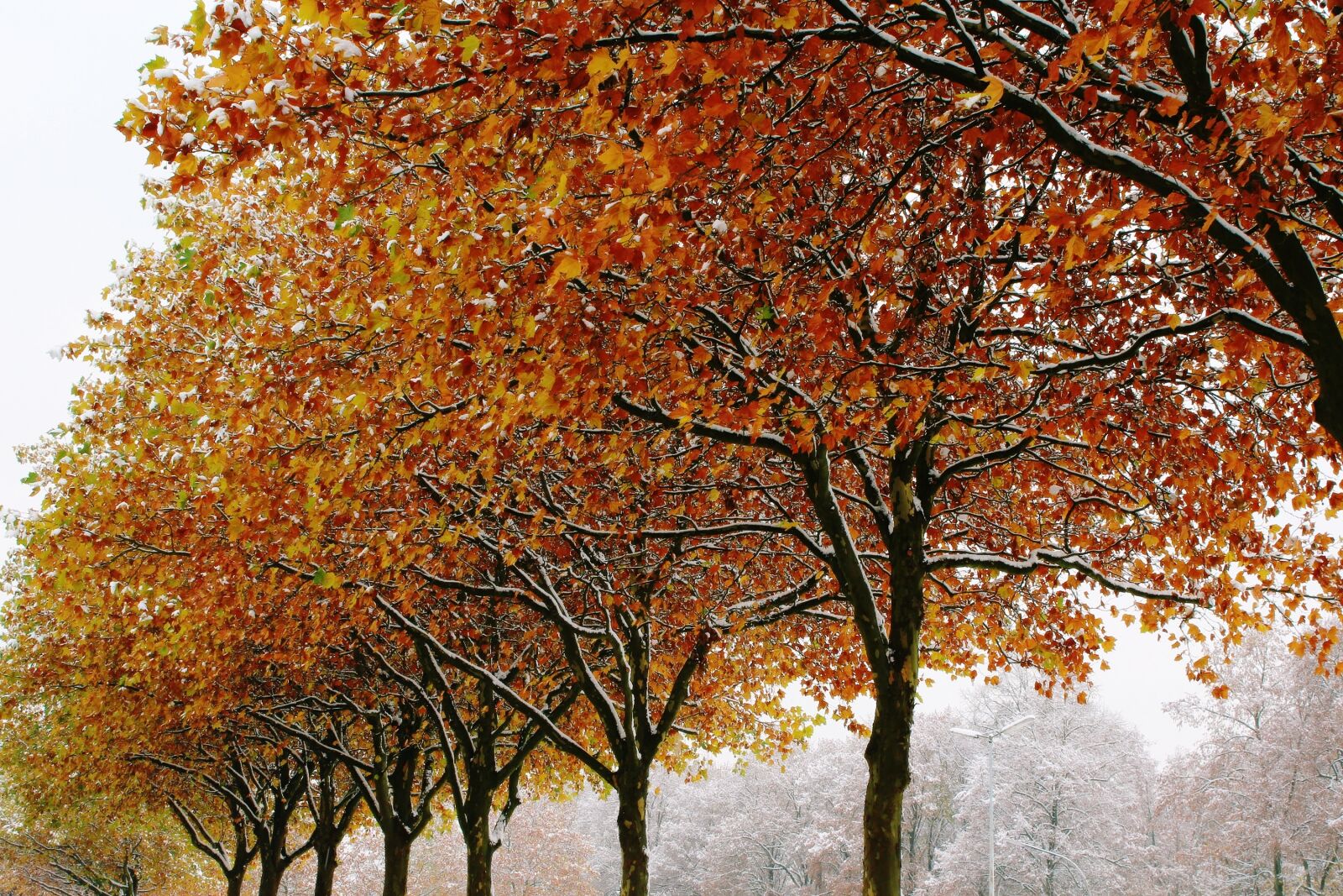 Canon EOS 1200D (EOS Rebel T5 / EOS Kiss X70 / EOS Hi) sample photo. Trees, autumn, winter photography
