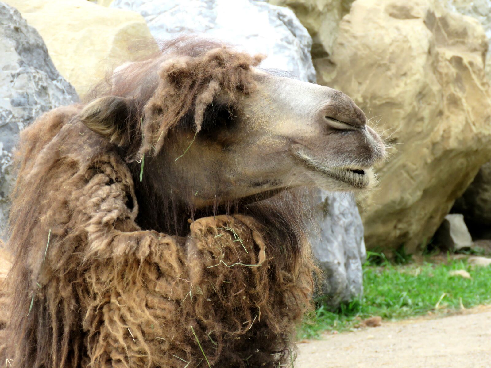 Canon PowerShot SX60 HS sample photo. Camel, animal, zoo photography