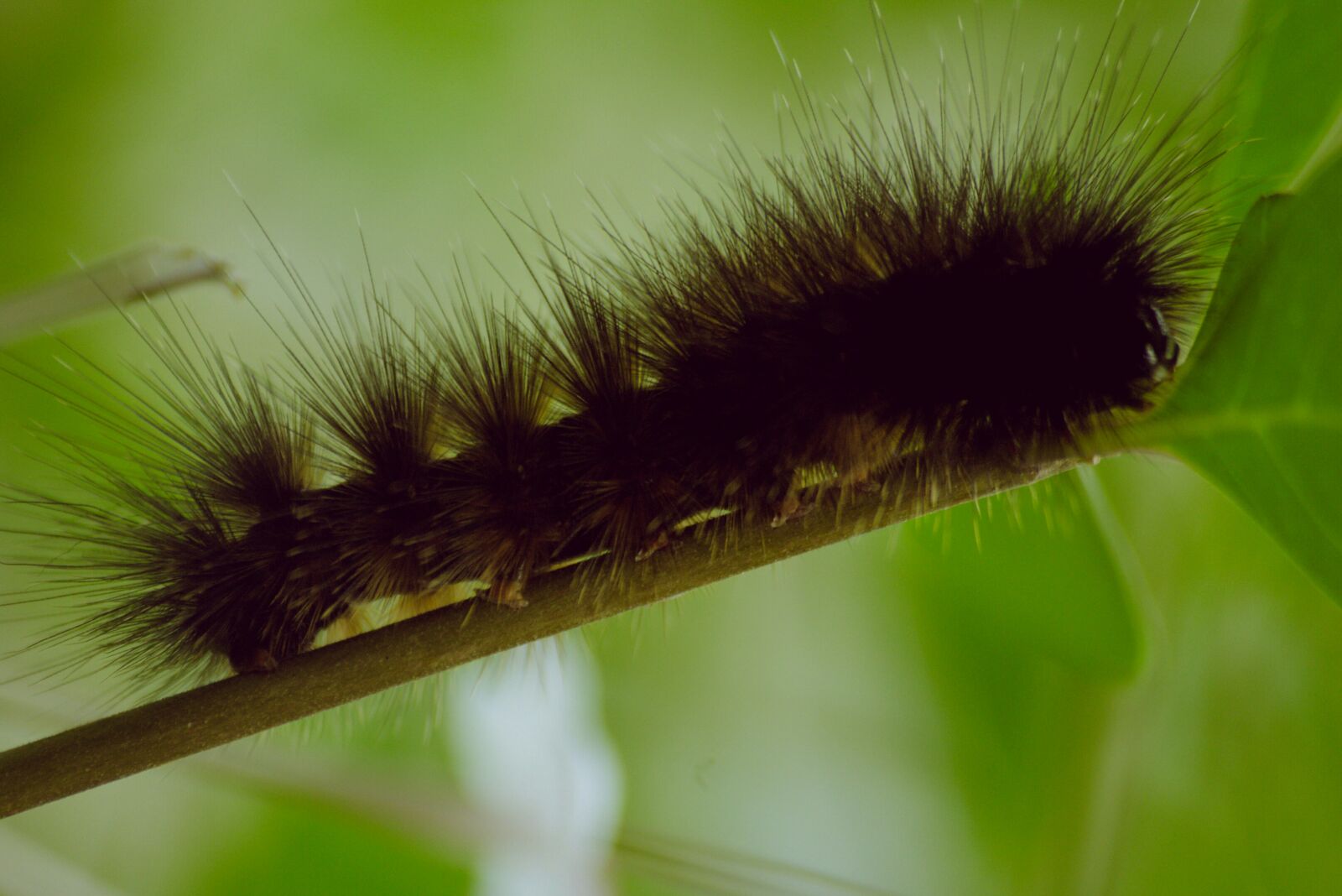 Canon EOS 600D (Rebel EOS T3i / EOS Kiss X5) sample photo. Caterpillar photography