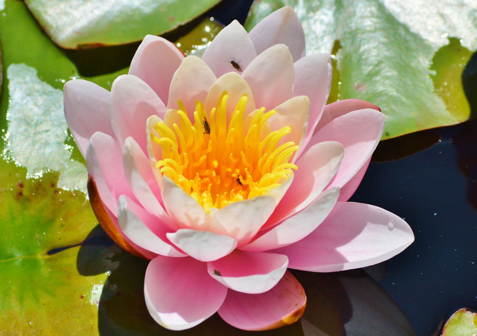 Nikon D3200 sample photo. Nuphar lutea, water lily photography
