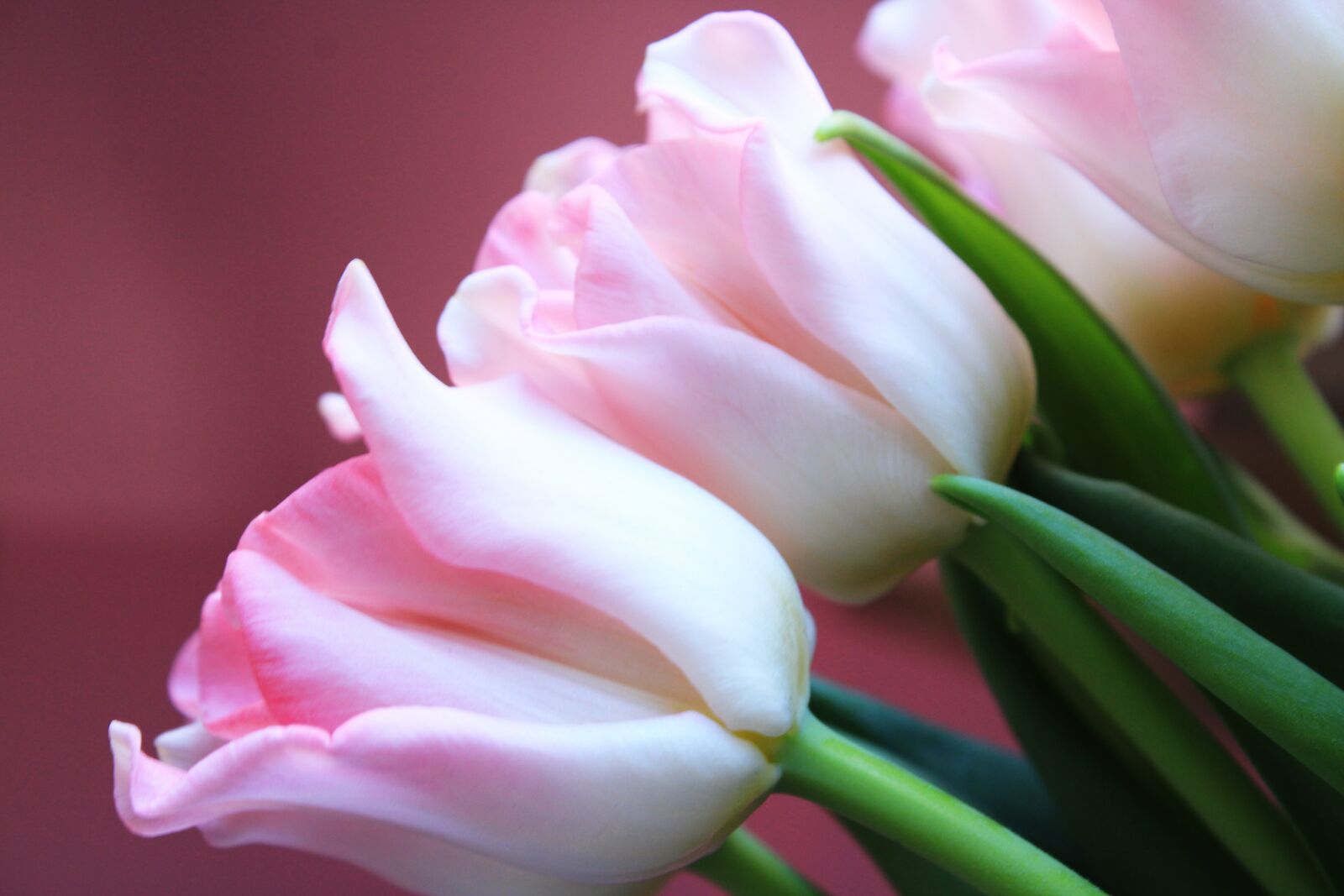 Canon EOS 2000D (EOS Rebel T7 / EOS Kiss X90 / EOS 1500D) sample photo. Tulips, pink, nature photography