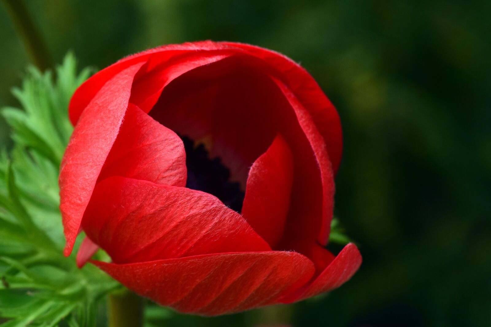 Nikon D3300 sample photo. Red, blossom, bloom photography