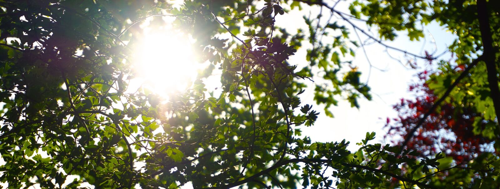 Sony a6000 sample photo. Nature, sun, tree photography