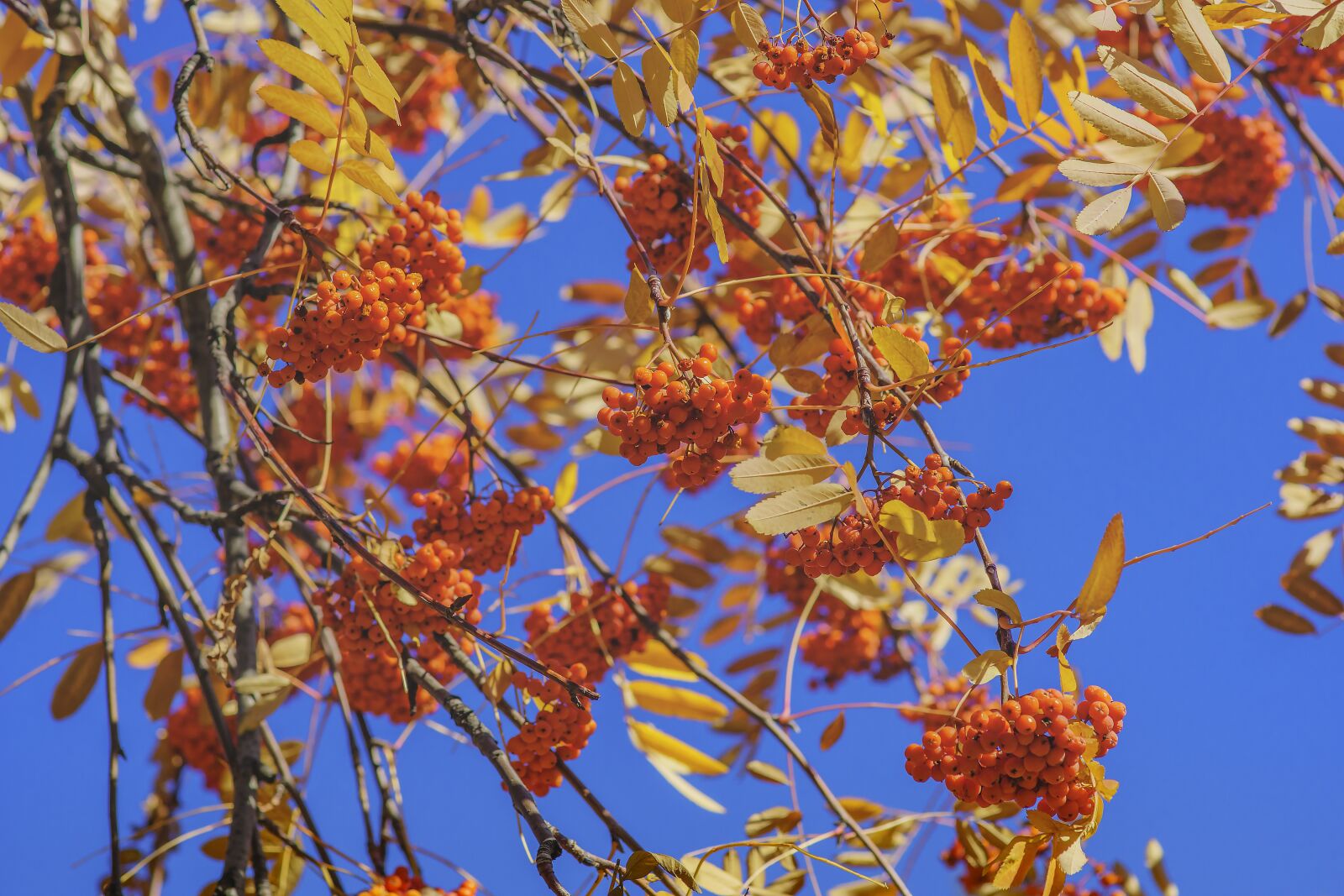 85mm F1.4 sample photo. Viburnum, sky, red photography