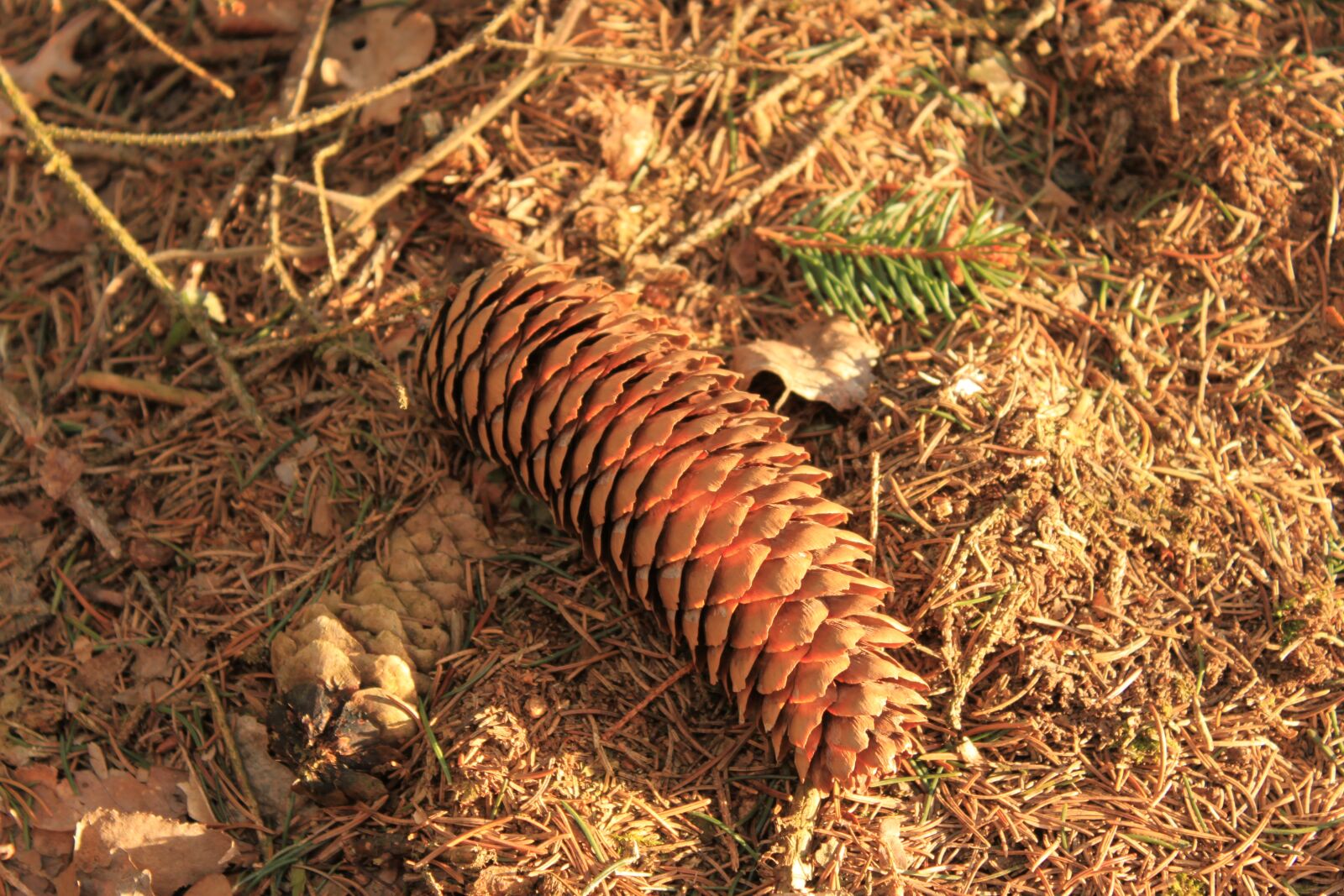 Canon EOS 500D (EOS Rebel T1i / EOS Kiss X3) sample photo. Tap, forest floor, forest photography