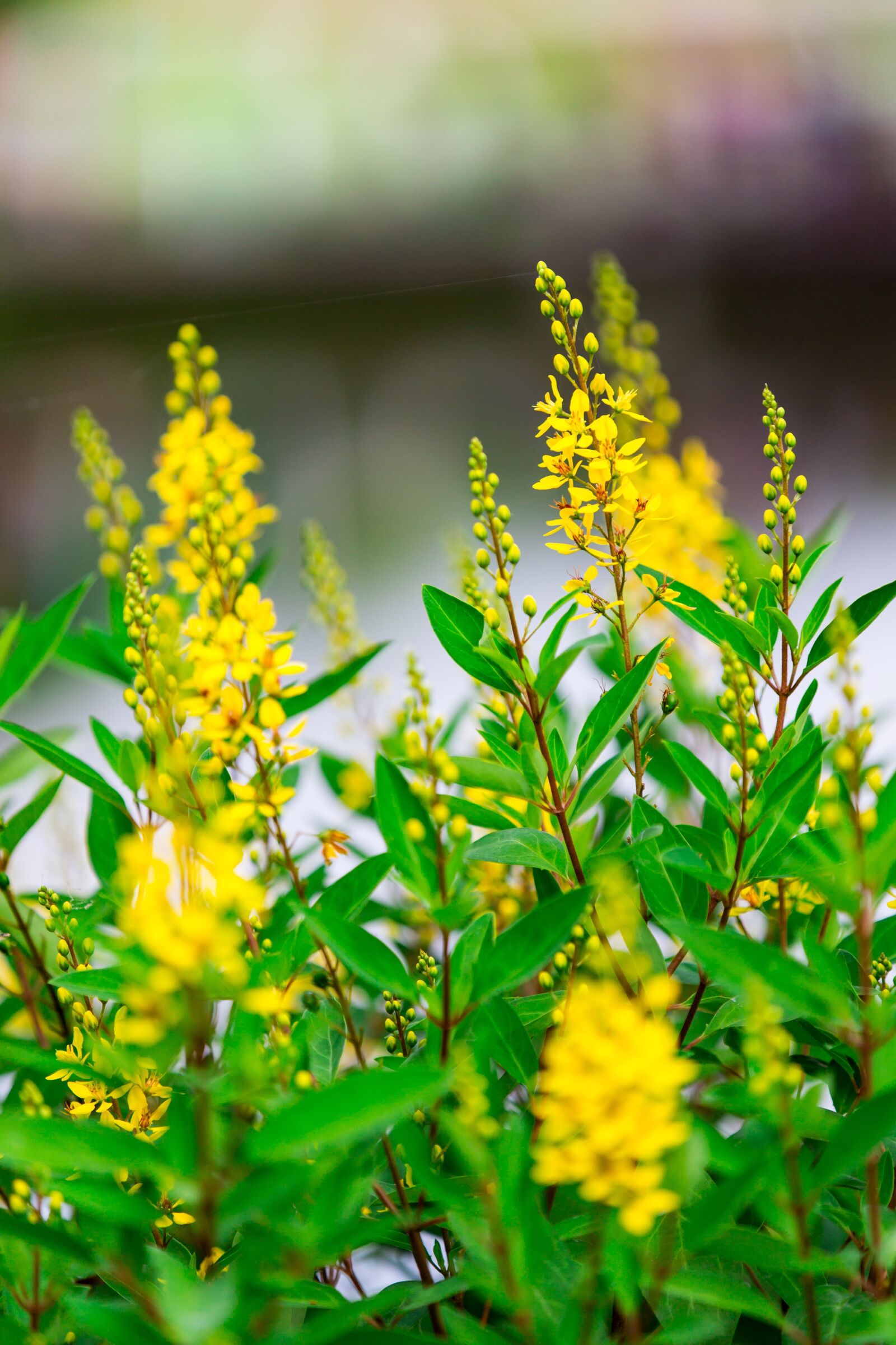 Canon EOS 6D sample photo. Nature, green, leaf photography