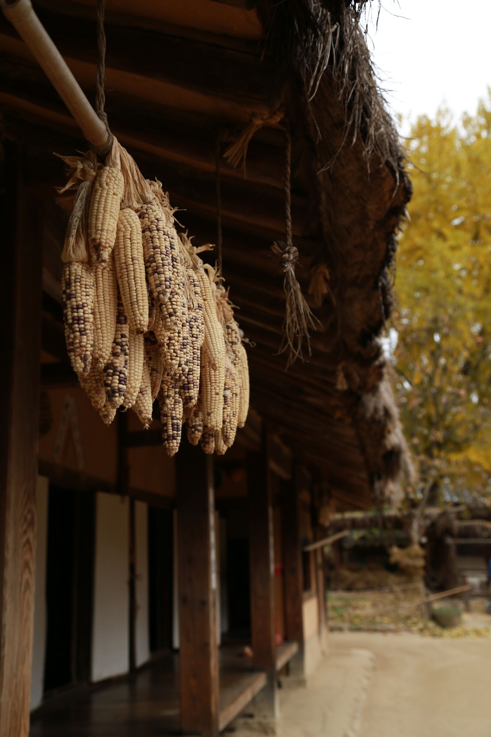 Canon EOS 6D + Canon EF 24-105mm F4L IS USM sample photo. Corn, fruit, harvest photography