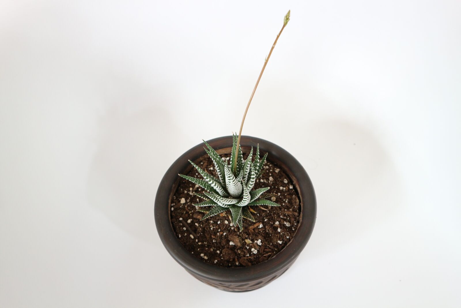 Canon EOS M10 sample photo. Desktop, pot, succulent photography