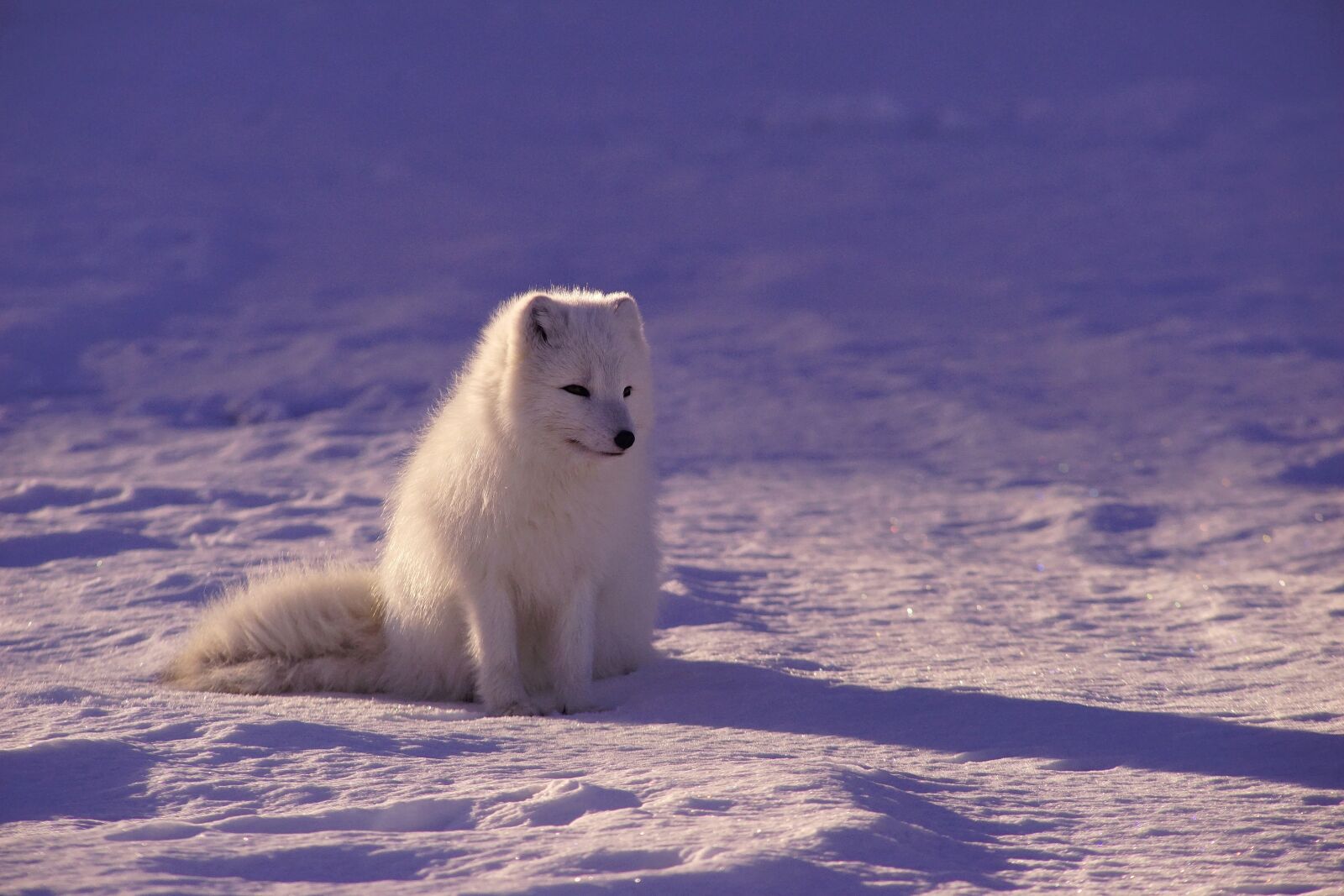Sony DT 50mm F1.8 SAM sample photo. Arctic wolf, fur, mammal photography