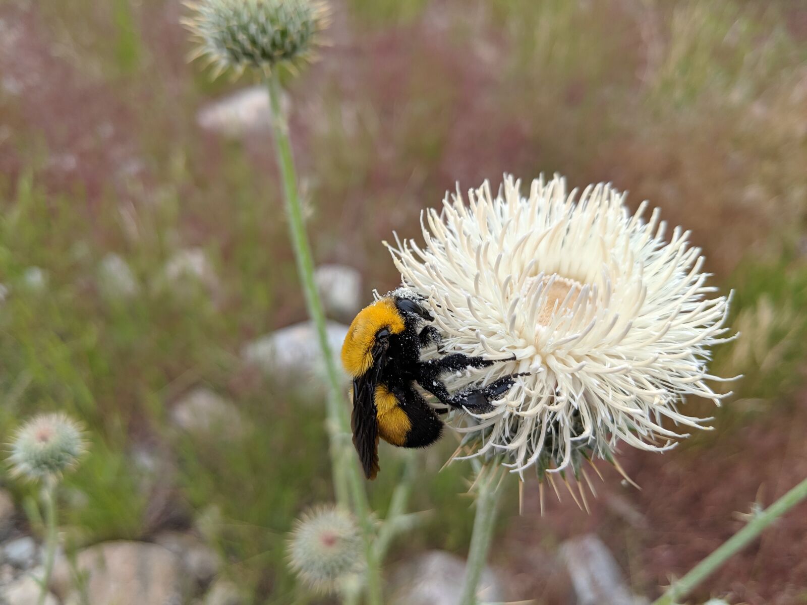 Google Pixel 2 XL sample photo. Bumble bee, bees, bumblebee photography