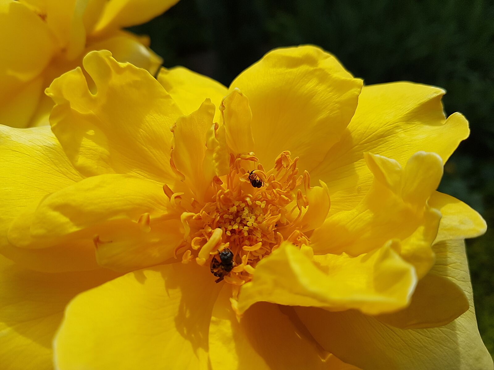 Samsung Galaxy S7 Edge sample photo. Rose, yellow, flower photography
