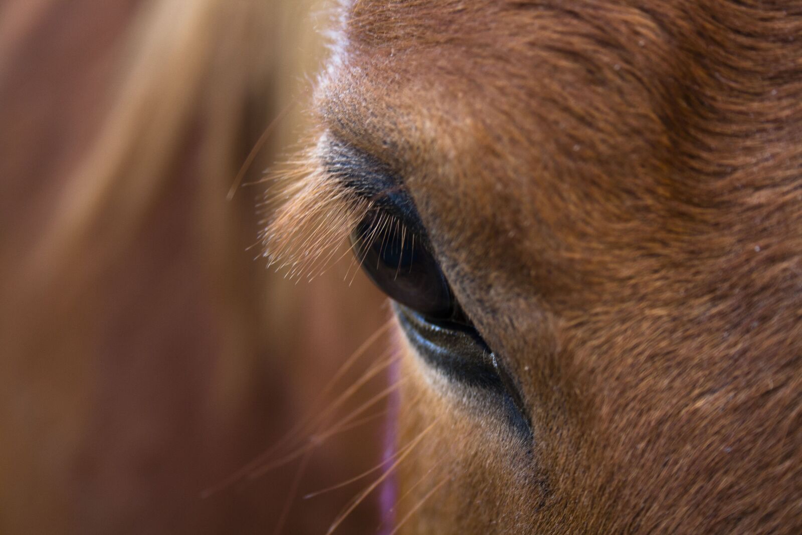 Canon EF-S 18-55mm F3.5-5.6 II sample photo. Horse, animal, nature photography