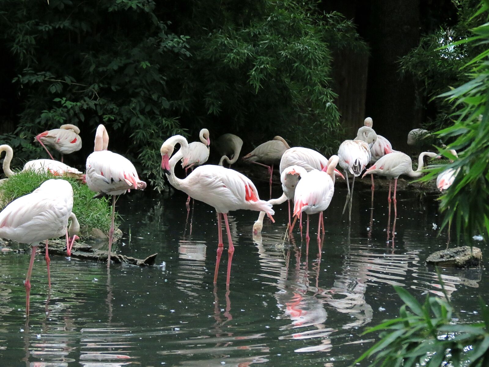 4.3 - 150.5 mm sample photo. Volatile, feathers, beak photography