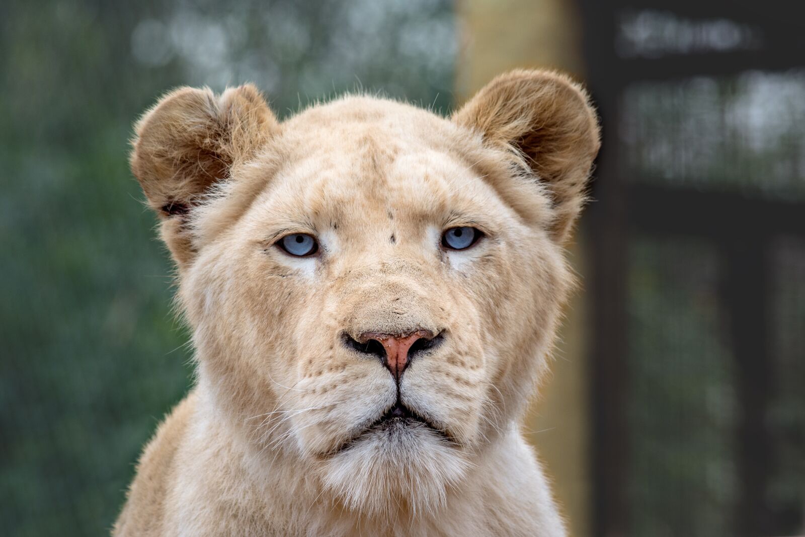 Nikon D5200 sample photo. Animal, predator, big cat photography