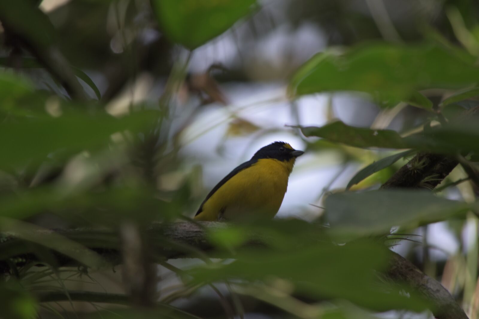 Nikon D5500 sample photo. Ave, animals, nature photography