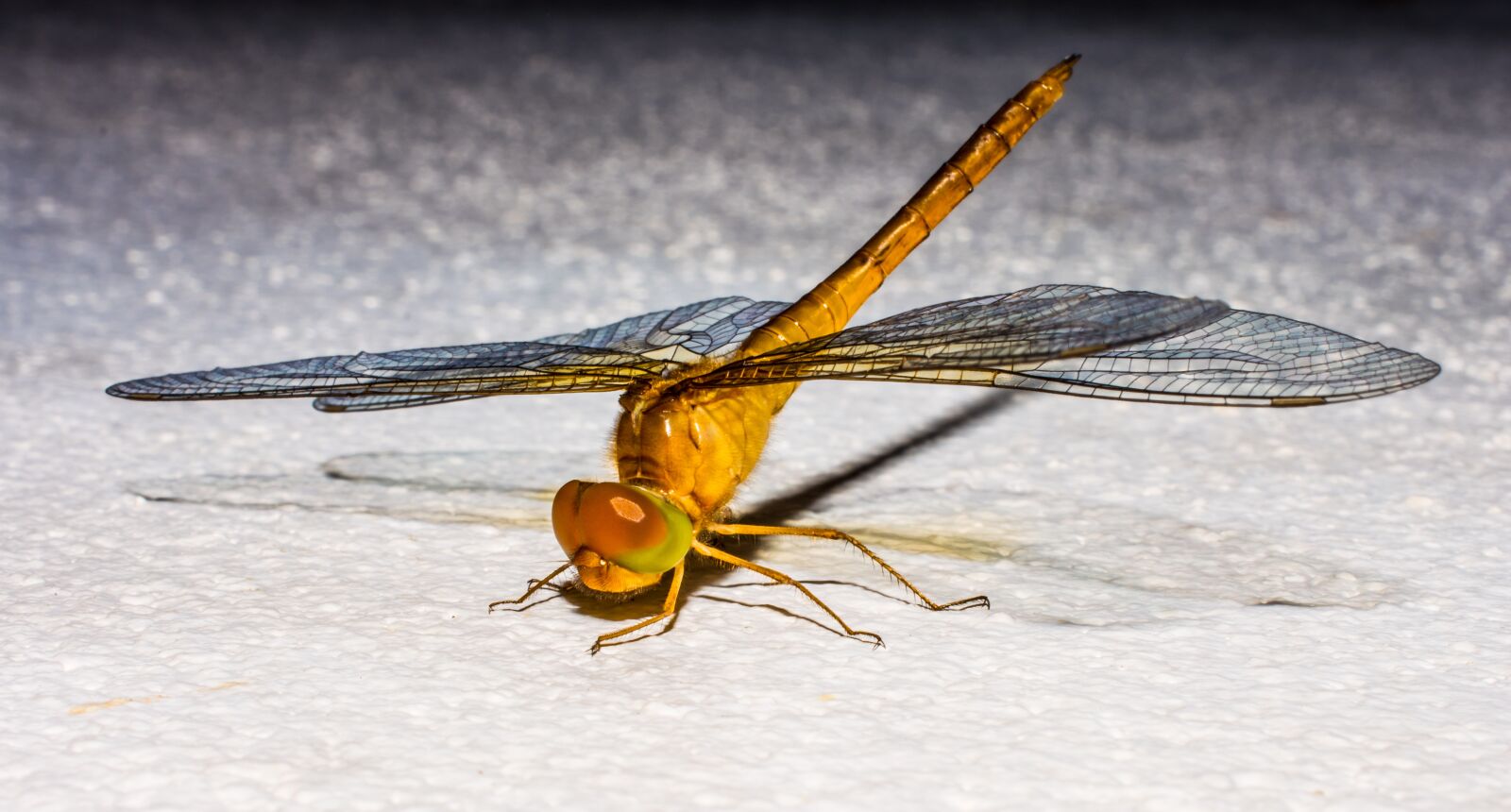 Nikon D5200 sample photo. Dragonfly, insect, animal photography