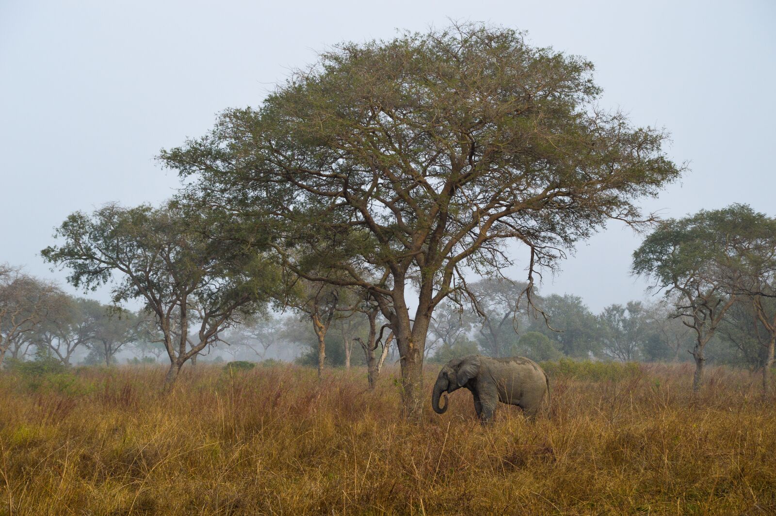 Nikon D3200 sample photo. Savannah, africa, elephant photography