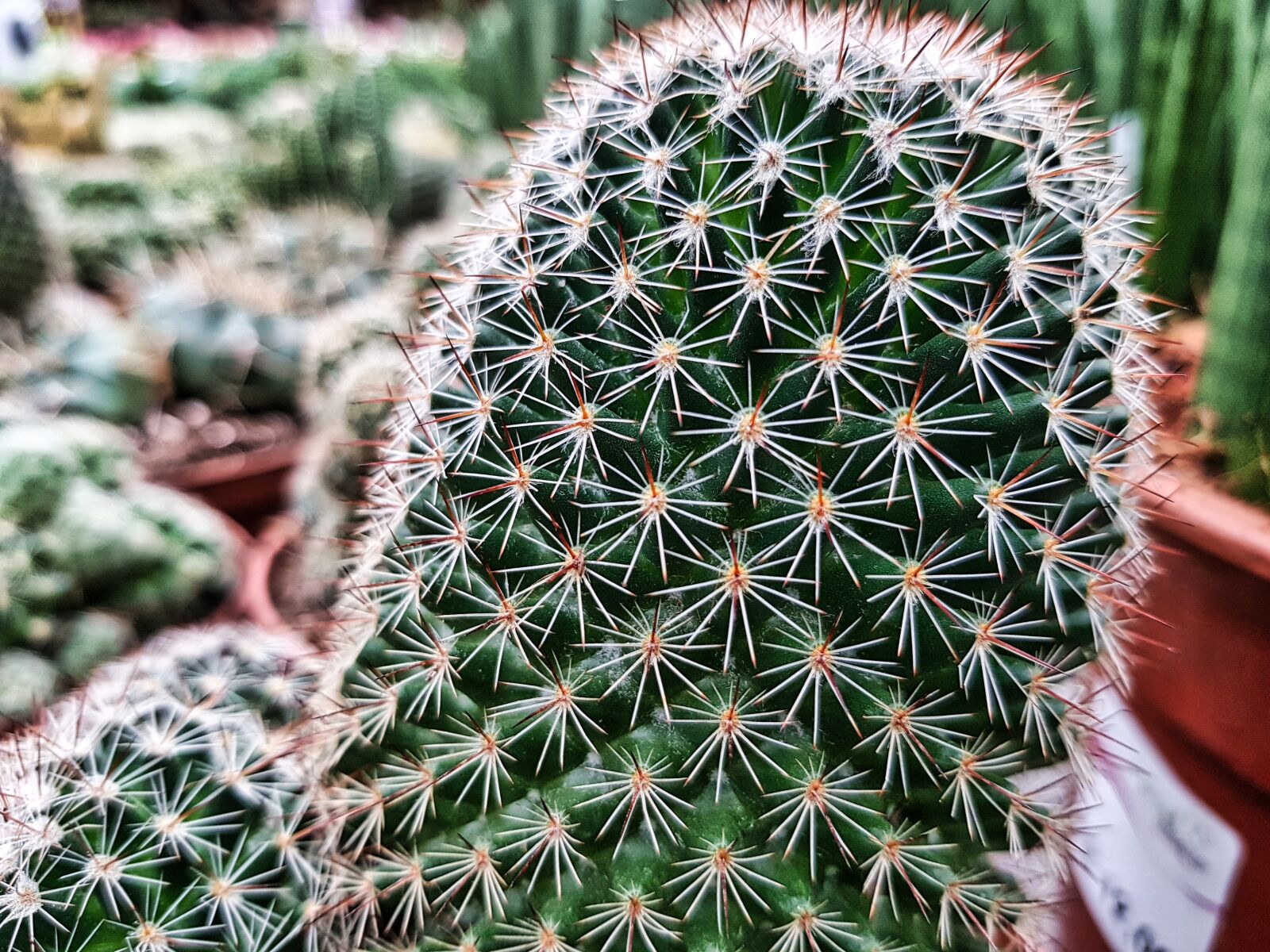 Samsung Galaxy S7 sample photo. Cactus, green, plant photography