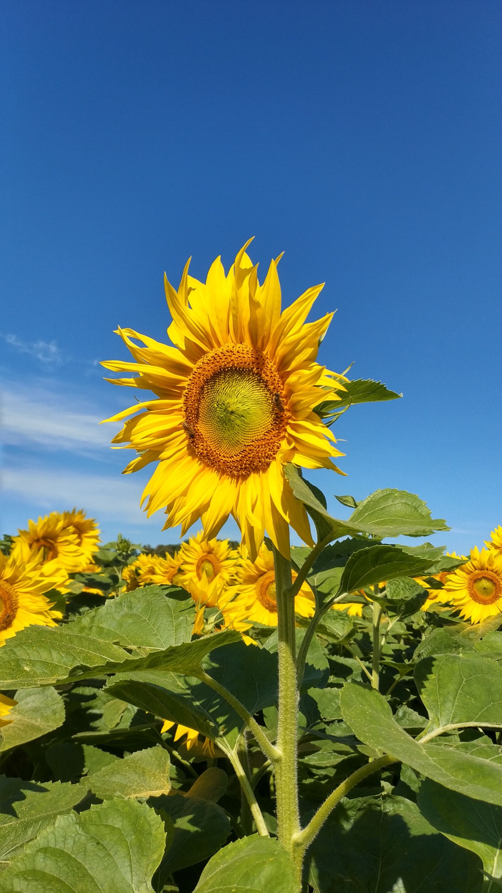 Xiaomi Mi MIX 2 sample photo. Flower, sunflower, summer photography