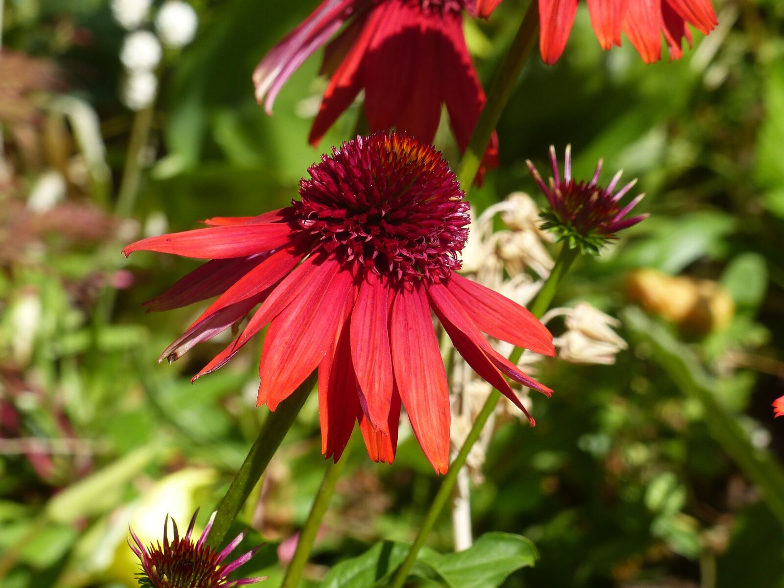 Panasonic Lumix DMC-FZ200 sample photo. Red, flower, sun hat photography