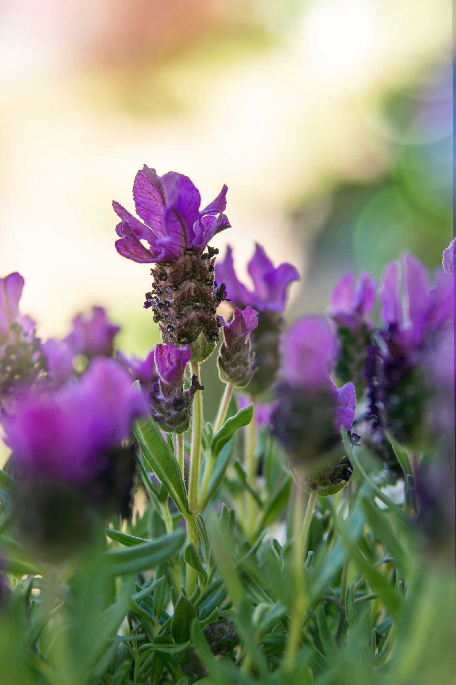Sony a6000 sample photo. Lavender, purple, herbs photography